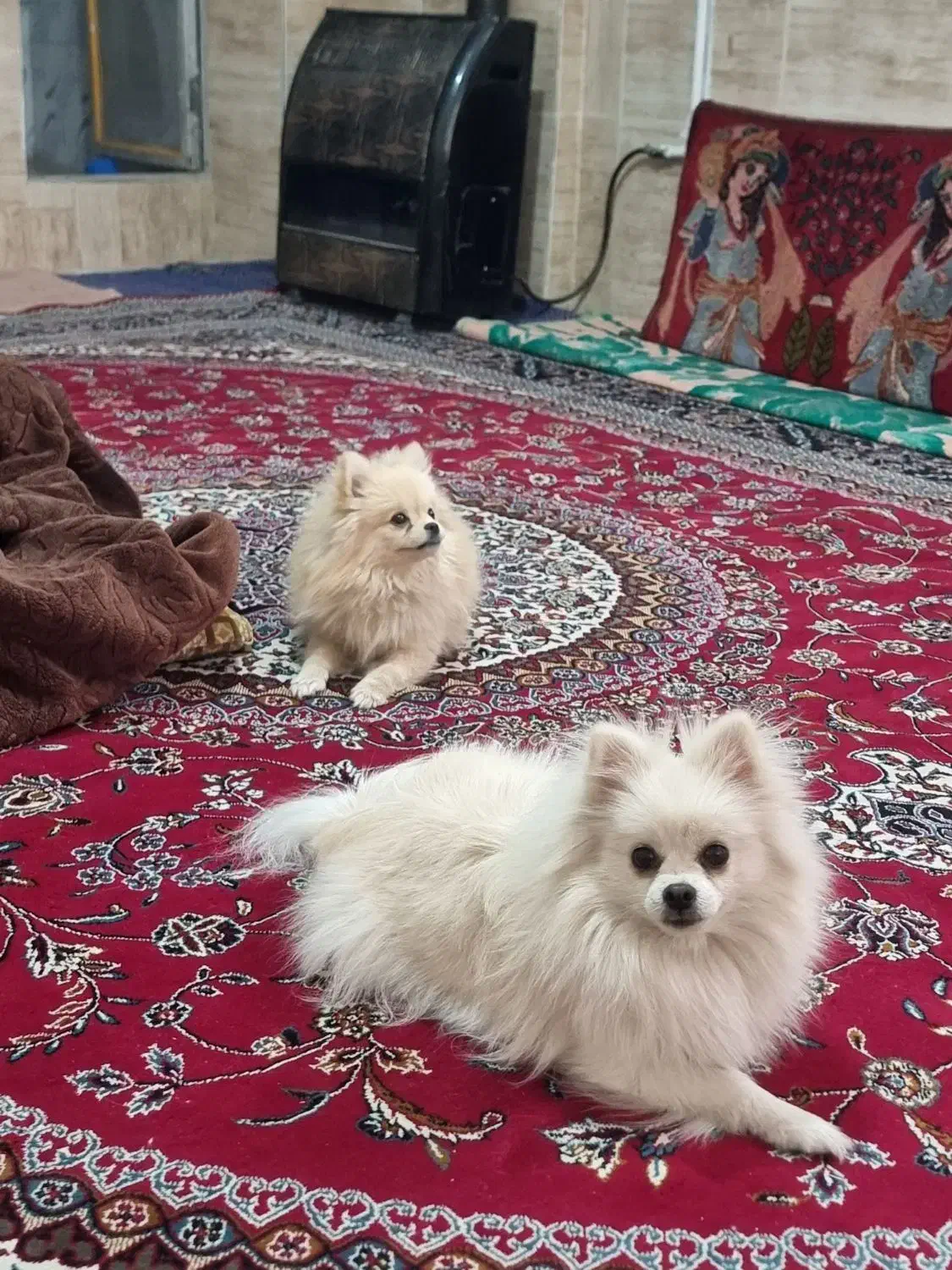 پامرانین نباتی|سگ|مشهد, کوی المهدی|دیوار