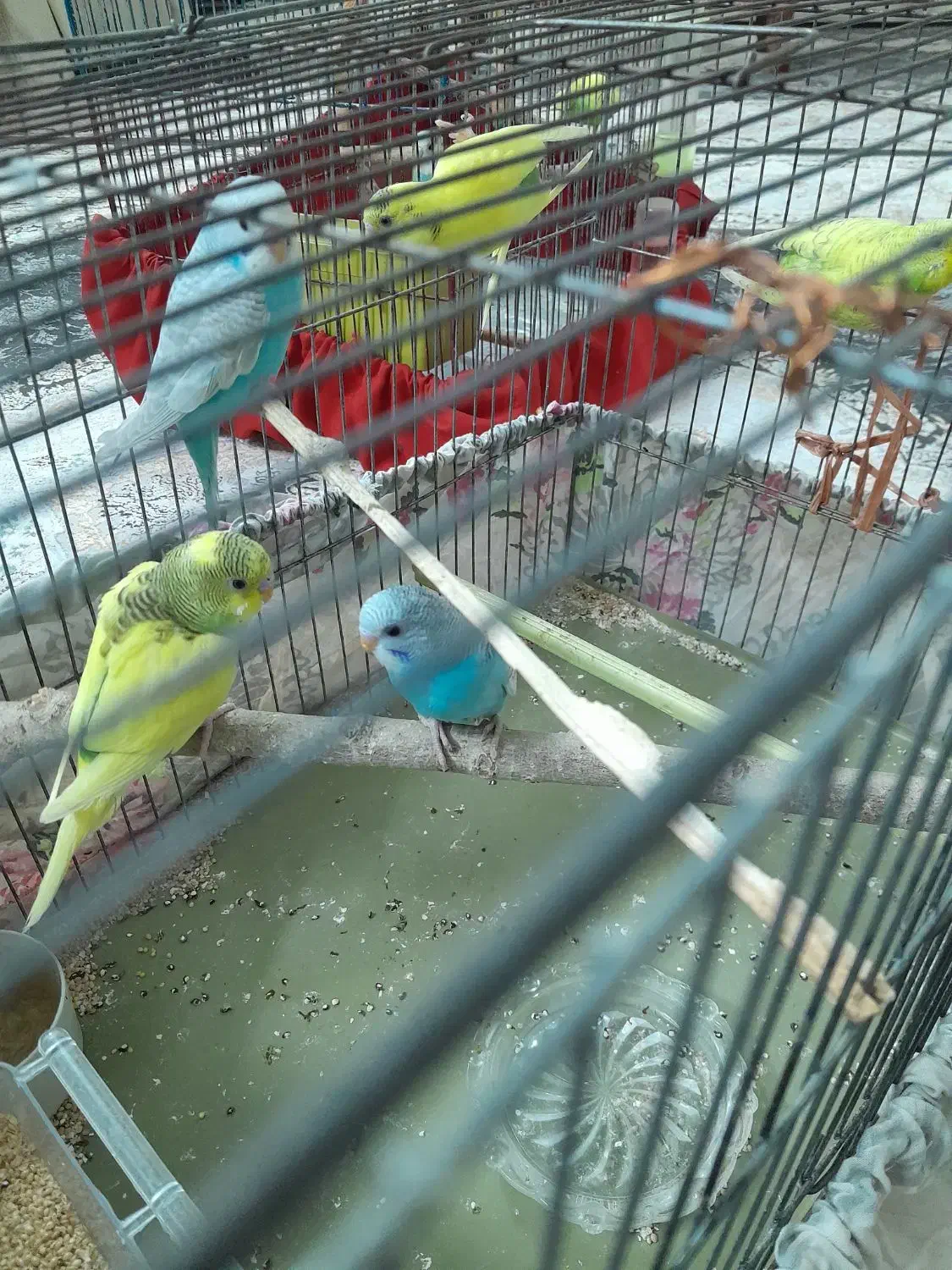 مرغ عشق دونه ای ۱۳۰|پرنده|قزوین, |دیوار