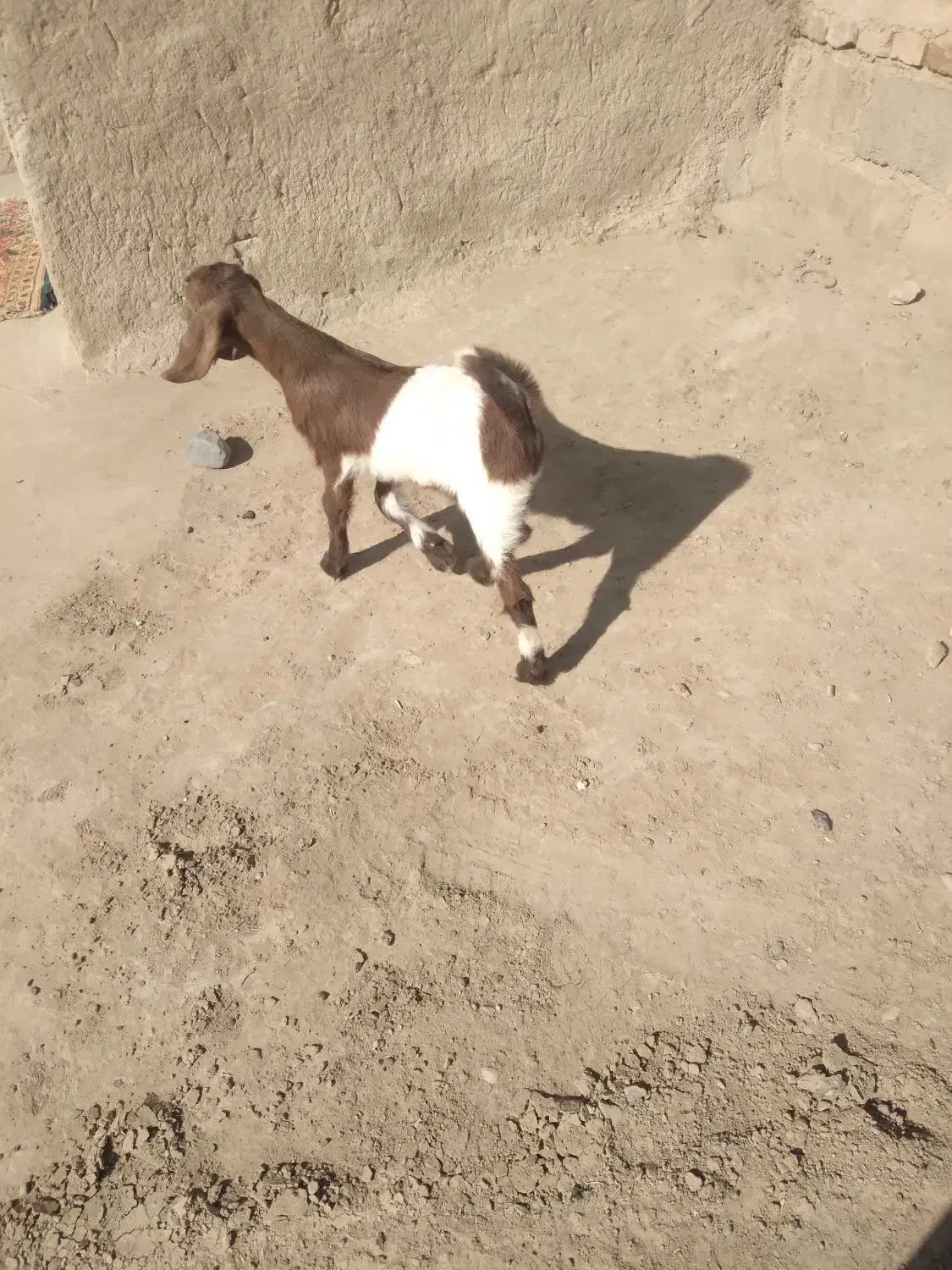 گمشده|حیوانات|نیمروز, |دیوار