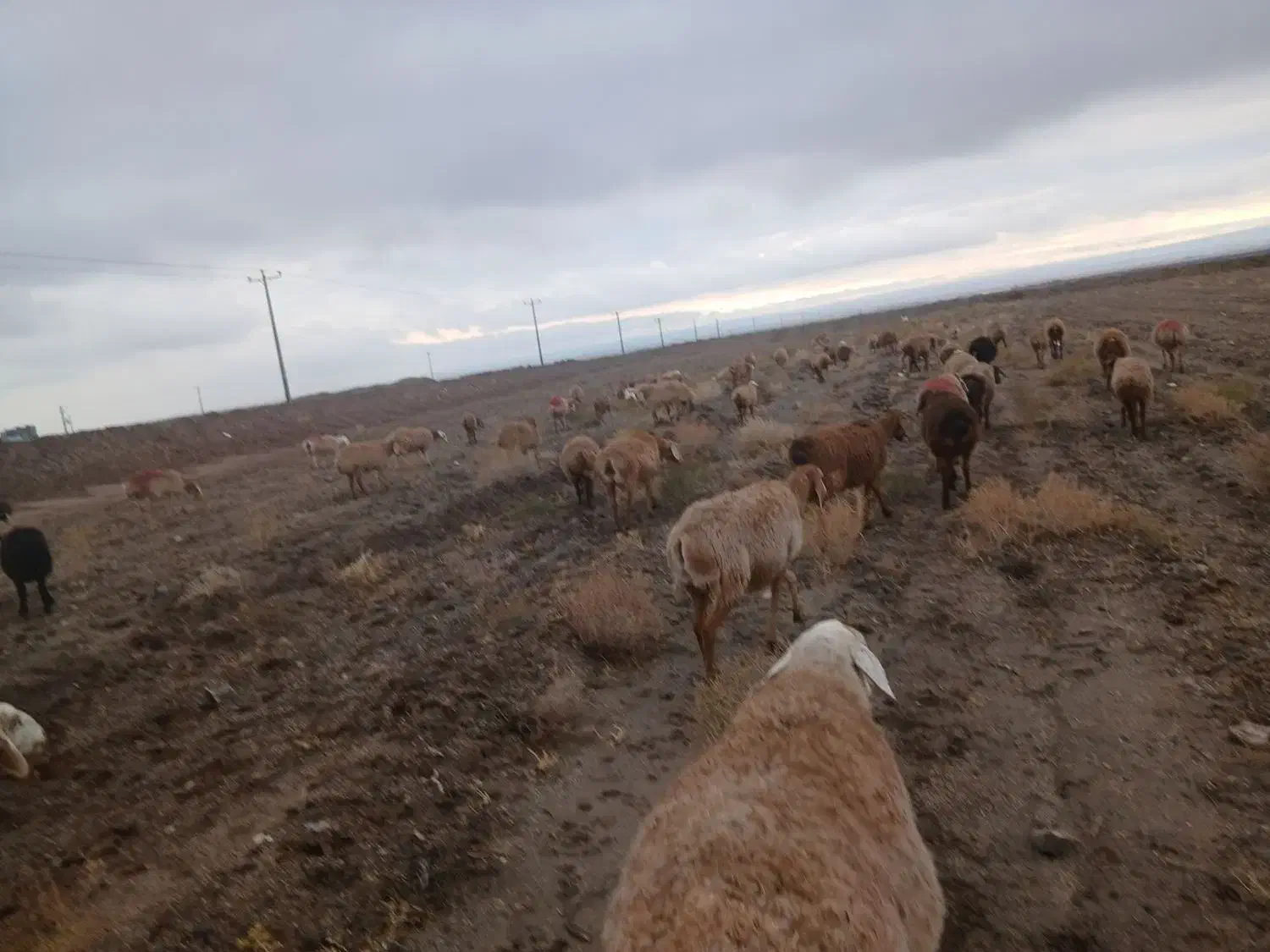 60 راس گوسفند جوان و میش عربی آبستن|حیوانات مزرعه|تربت جام, جامرود|دیوار