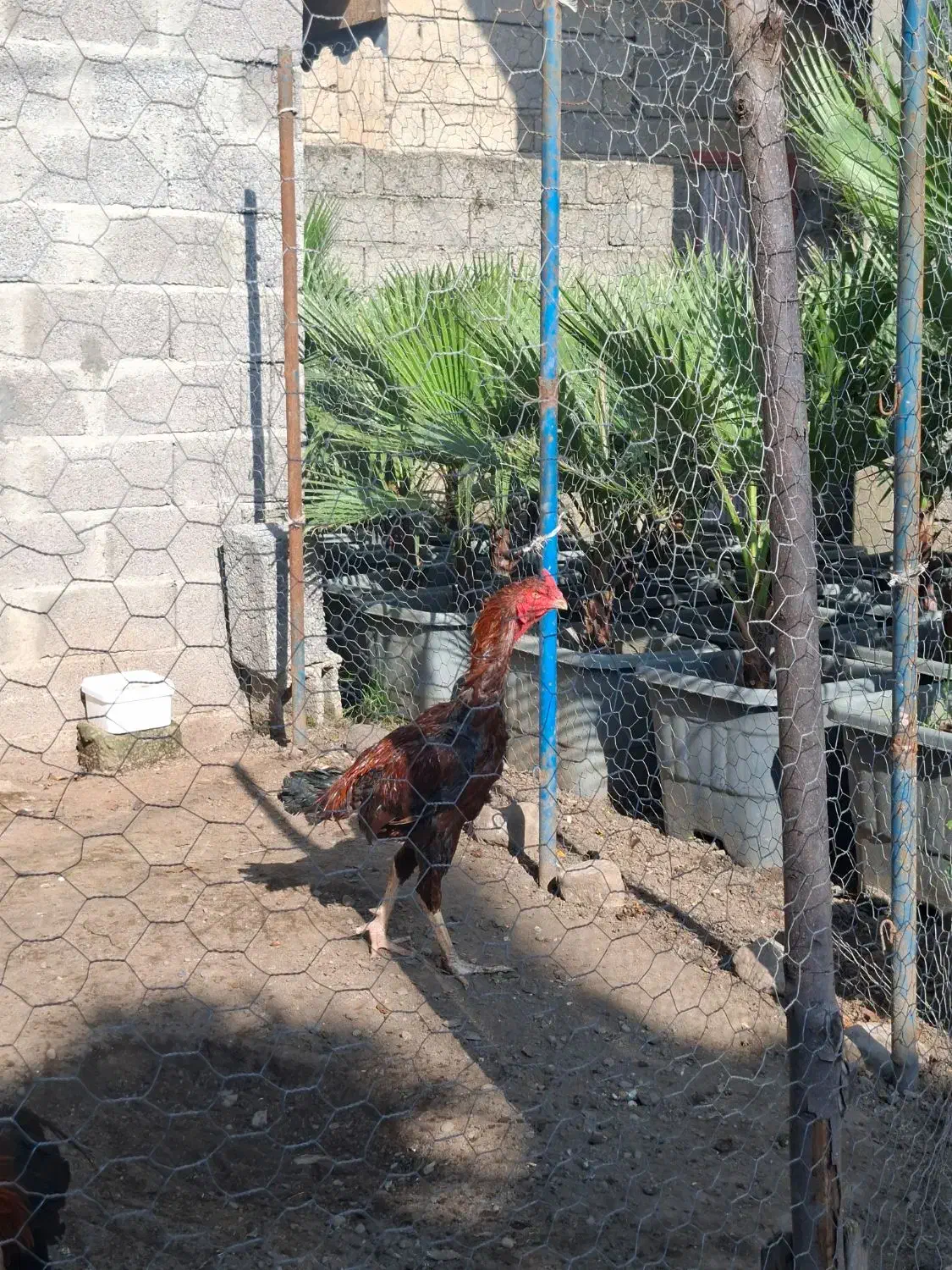 جوجه خروس لاری اصیل|حیوانات مزرعه|واجارگاه, |دیوار