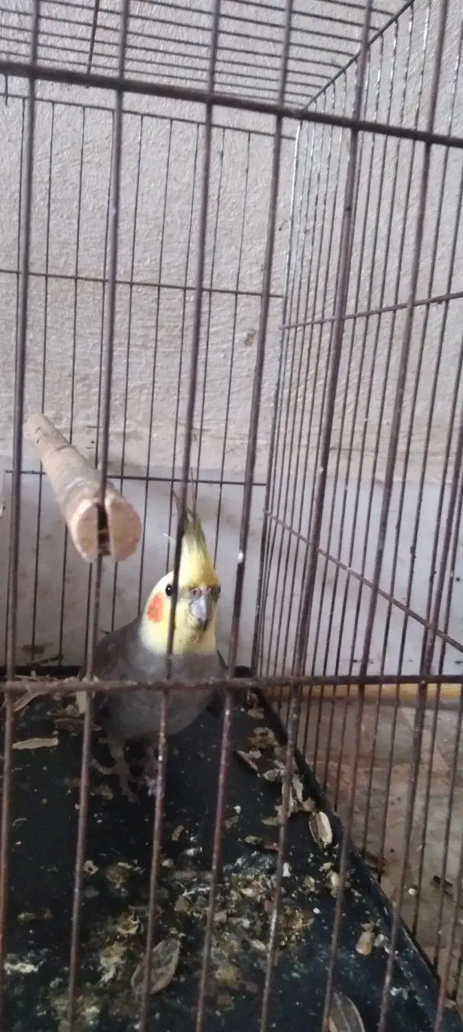 عروس هلندی نر|پرنده|لاهیجان, کوی زمانی|دیوار