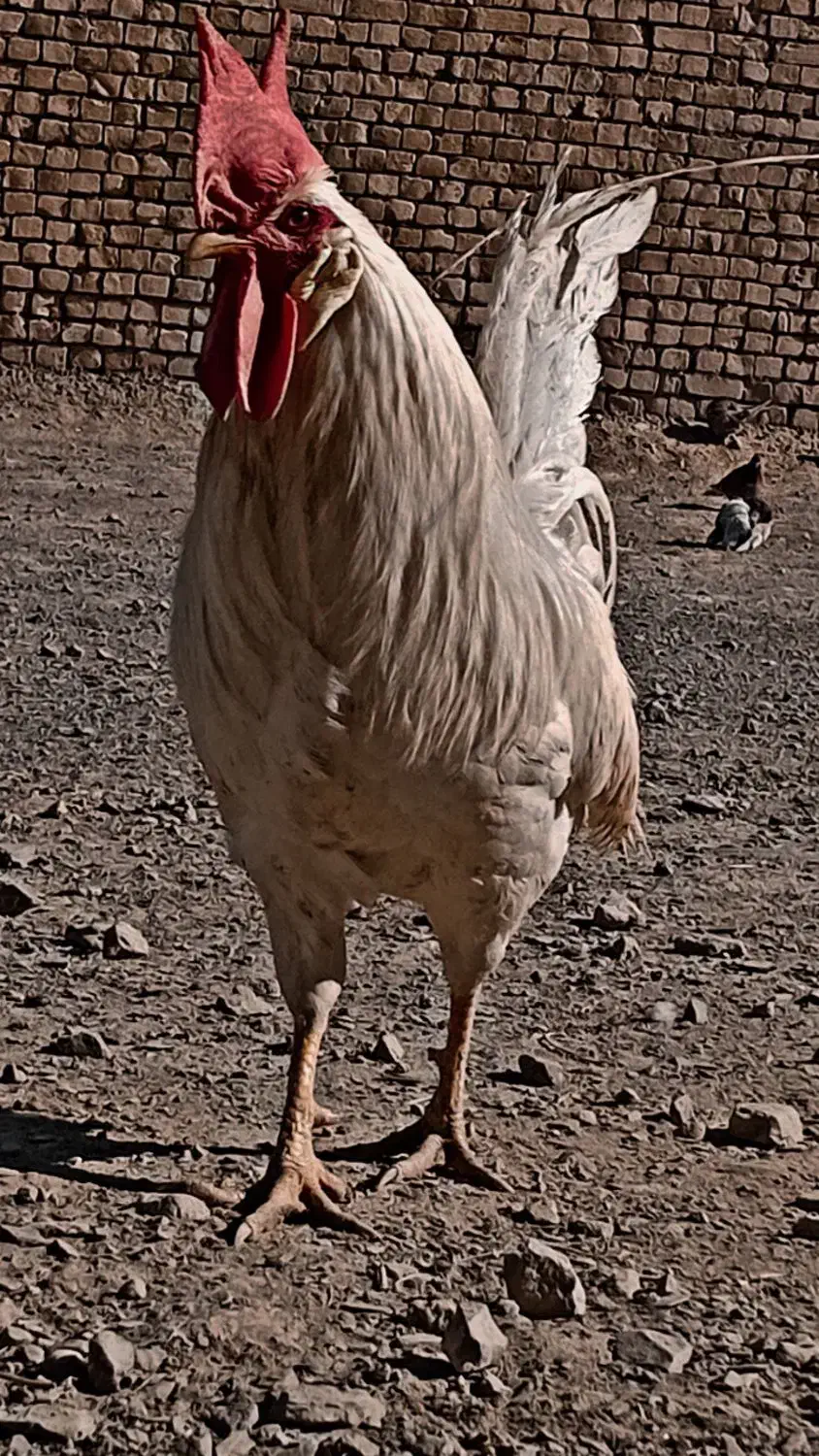 خروس فروشی|حیوانات مزرعه|گلپایگان, |دیوار