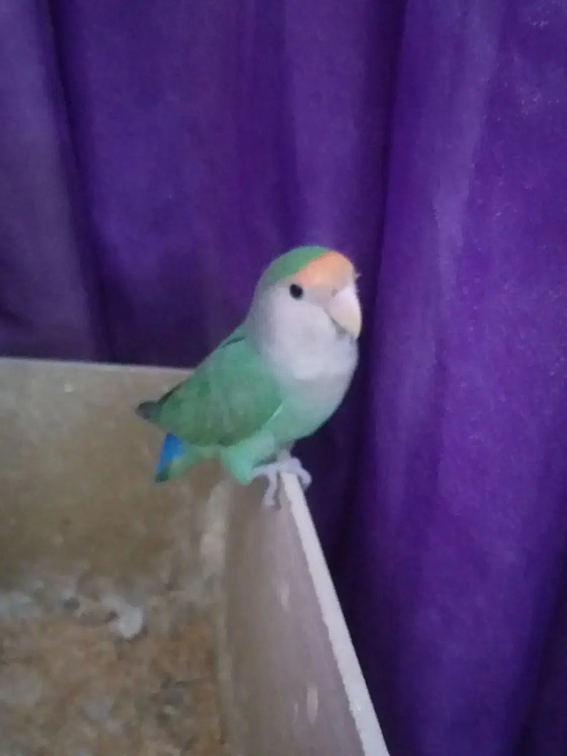 طوطی برزیلی|پرنده|اهواز, پردیس|دیوار