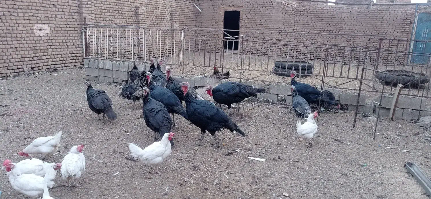 بوقلمون نر فروشی|حیوانات مزرعه|سبزوار, قصبه شرقی|دیوار