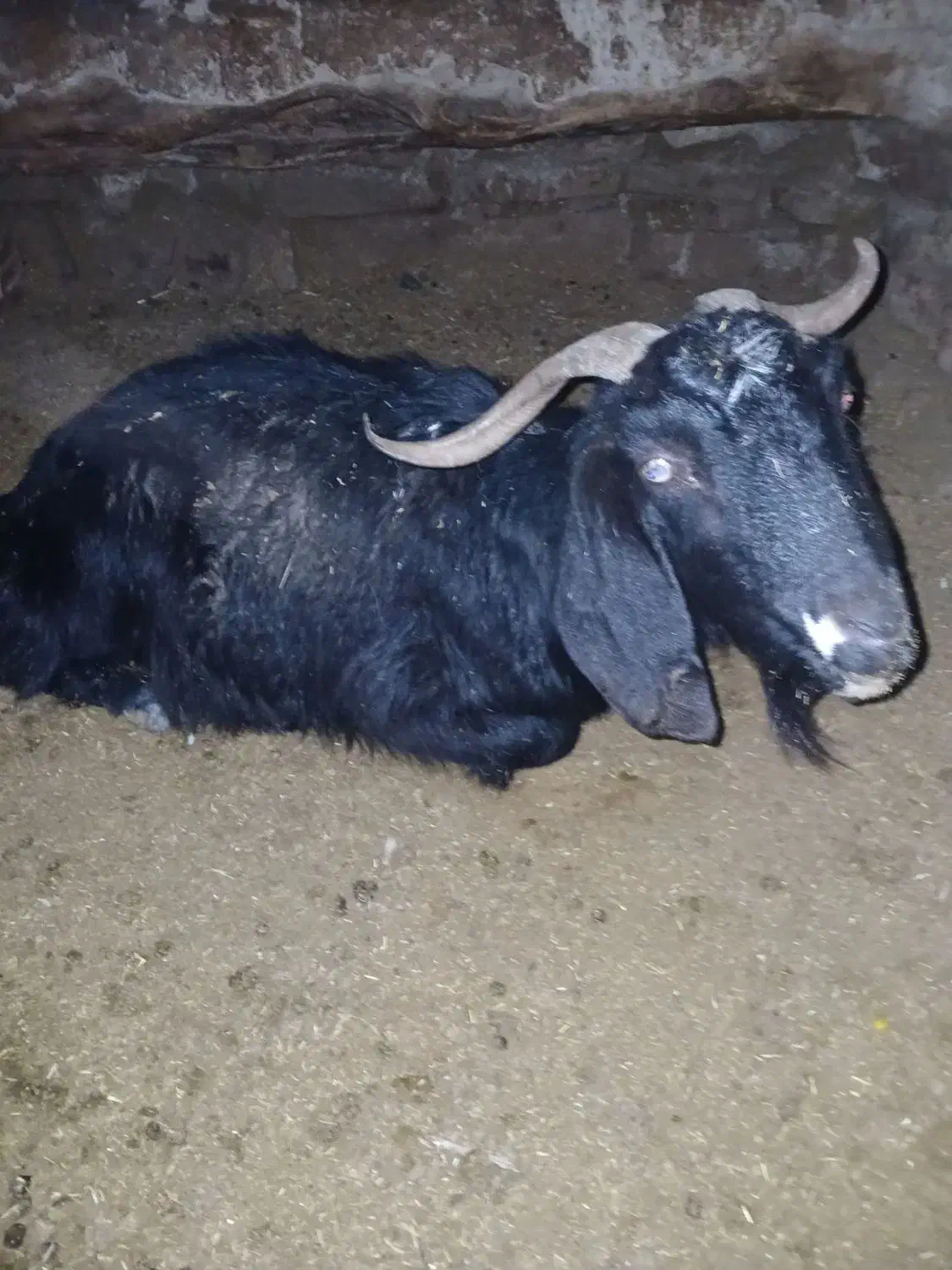 بوز 50گلو|حیوانات مزرعه|چناران, |دیوار