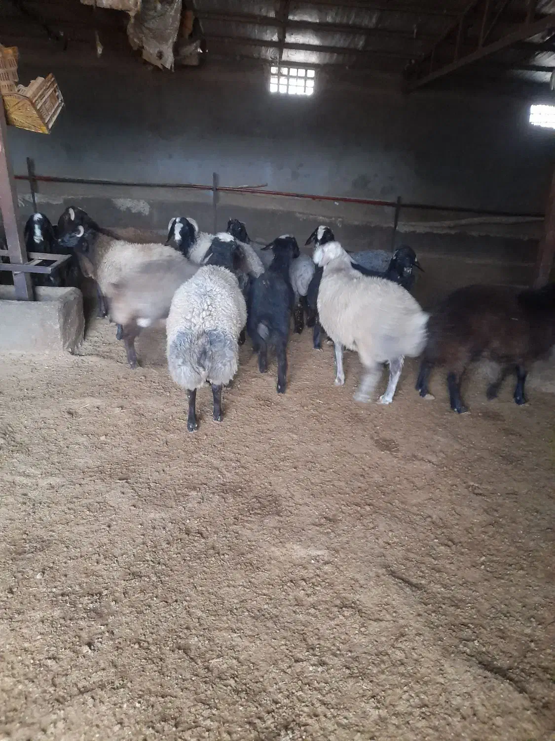 بره نر چاق|حیوانات مزرعه|بوئین زهرا, |دیوار