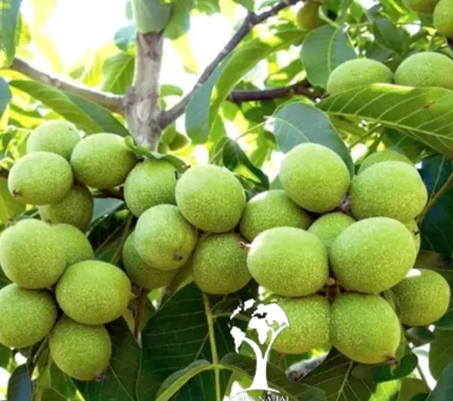 نهالستان (فروش انواع نهال اصلاح شده)|خدمات باغبانی و درختکاری|اقلید, |دیوار