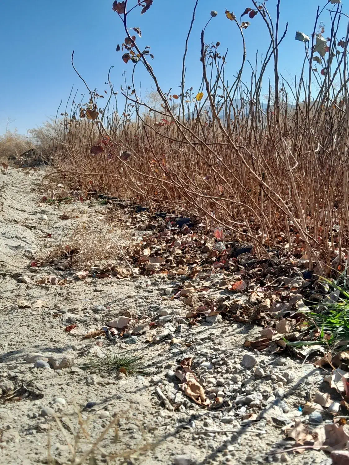 نهال پسته|خدمات باغبانی و درختکاری|حنا, |دیوار