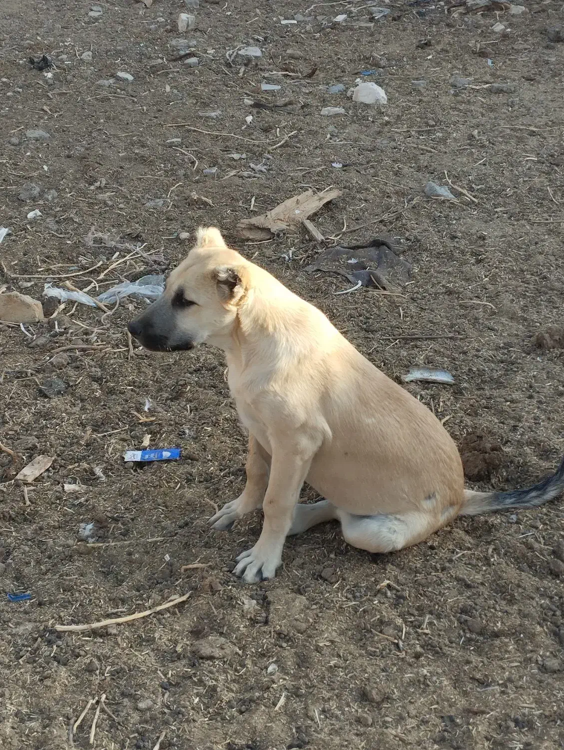 فروشی|سگ|جلگه رخ, |دیوار