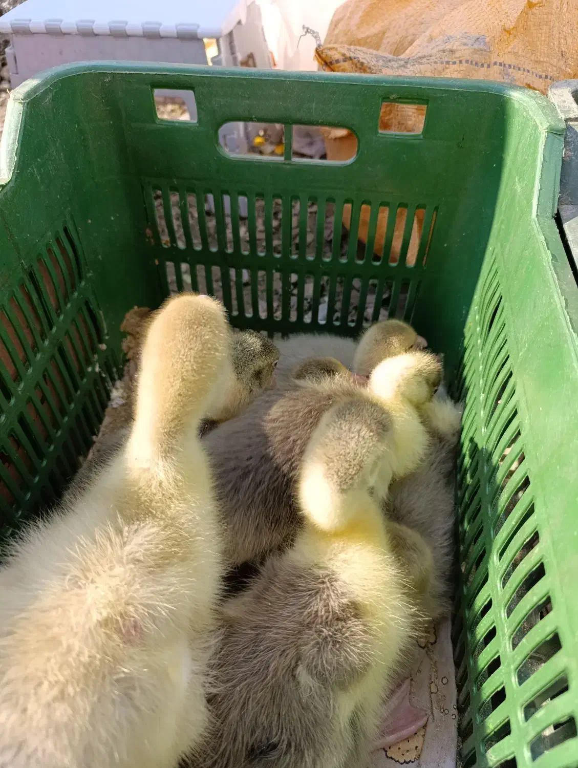 غاز محلی|حیوانات مزرعه|قائمشهر, |دیوار