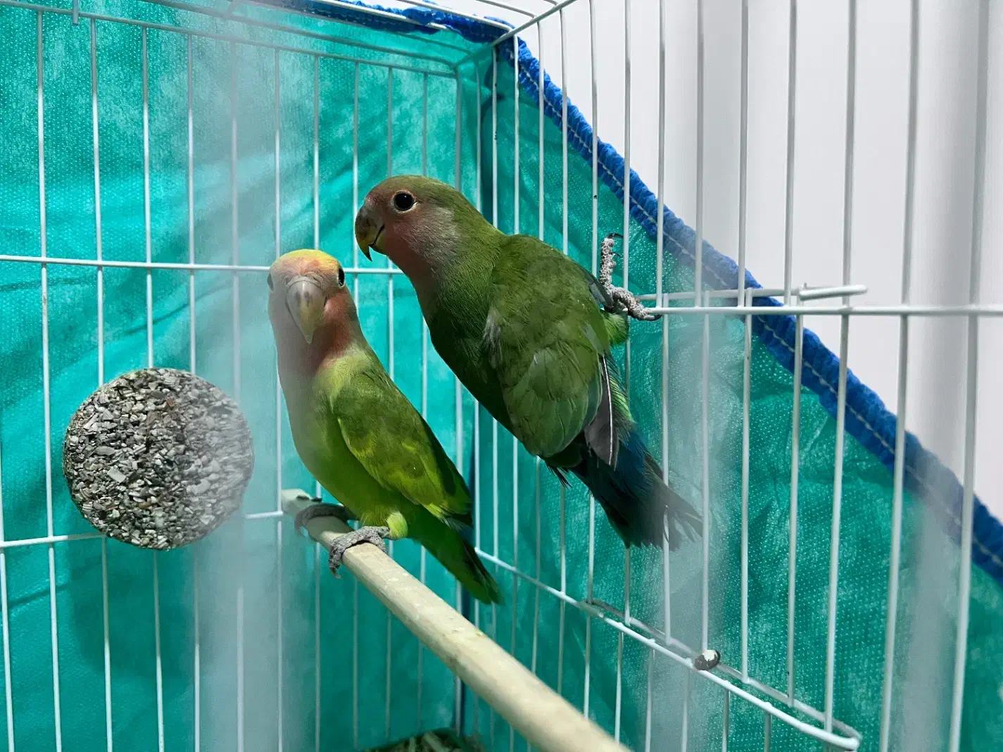 فروش یک جفت جوجه طوطی برزیلی خوشرنگ و سالم|پرنده|رشت, گلباغ نماز|دیوار