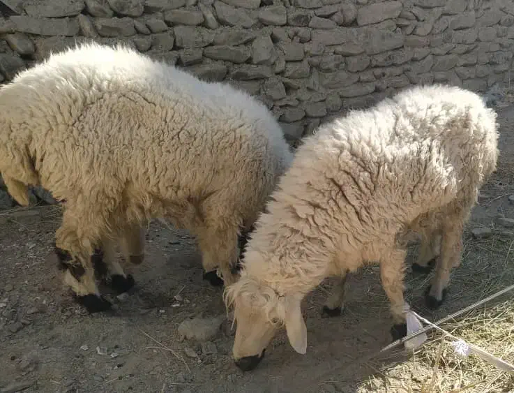 بره نر یا گورگ|حیوانات مزرعه|سراوان, |دیوار