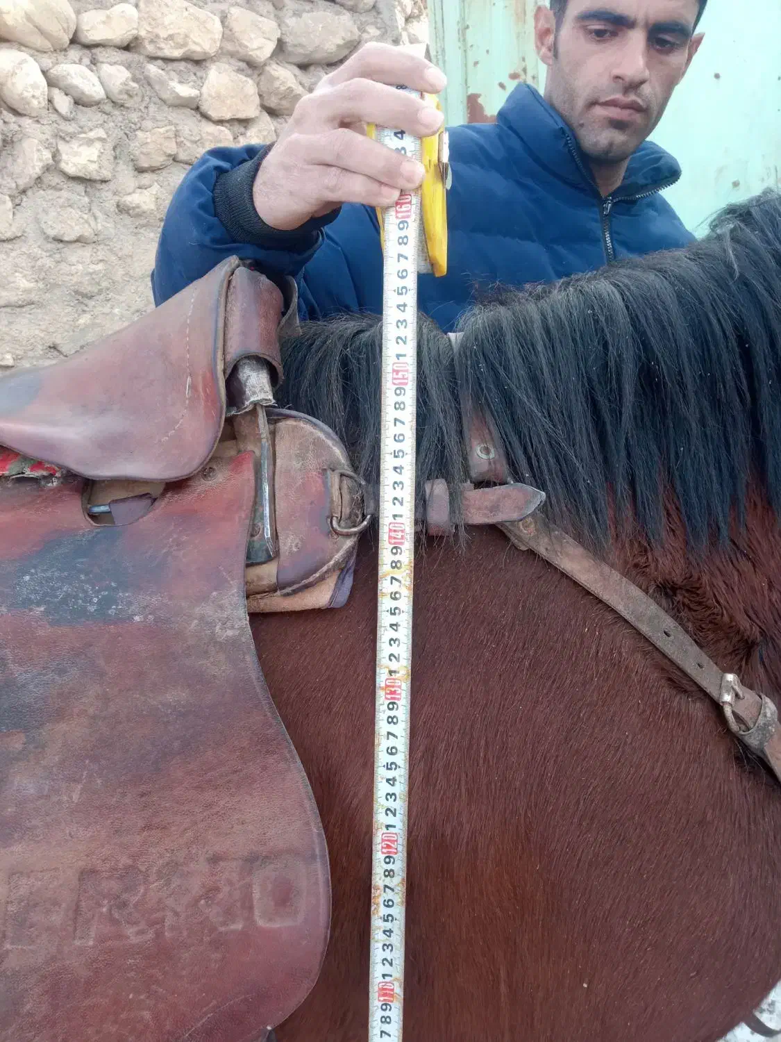 دوتا اسب مادیان جنس درج|اسب و تجهیزات اسب‌سواری|قزوین, |دیوار