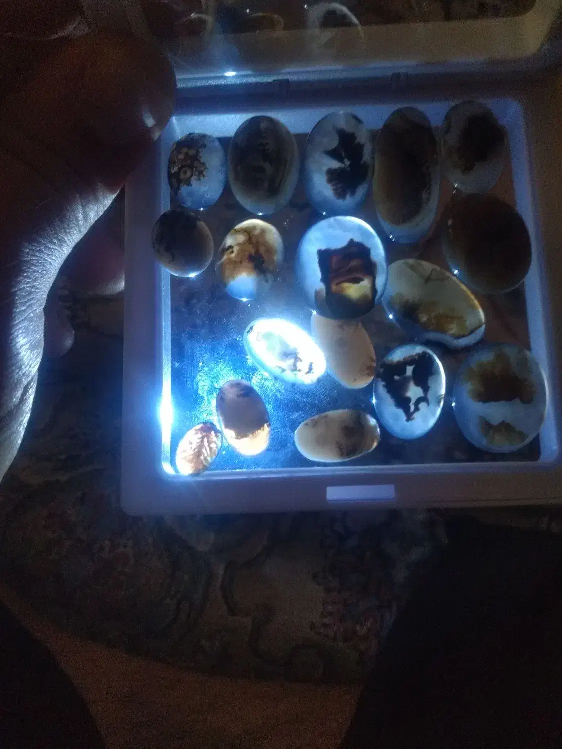 شجر|جواهرات|ری, دولت‌آباد|دیوار