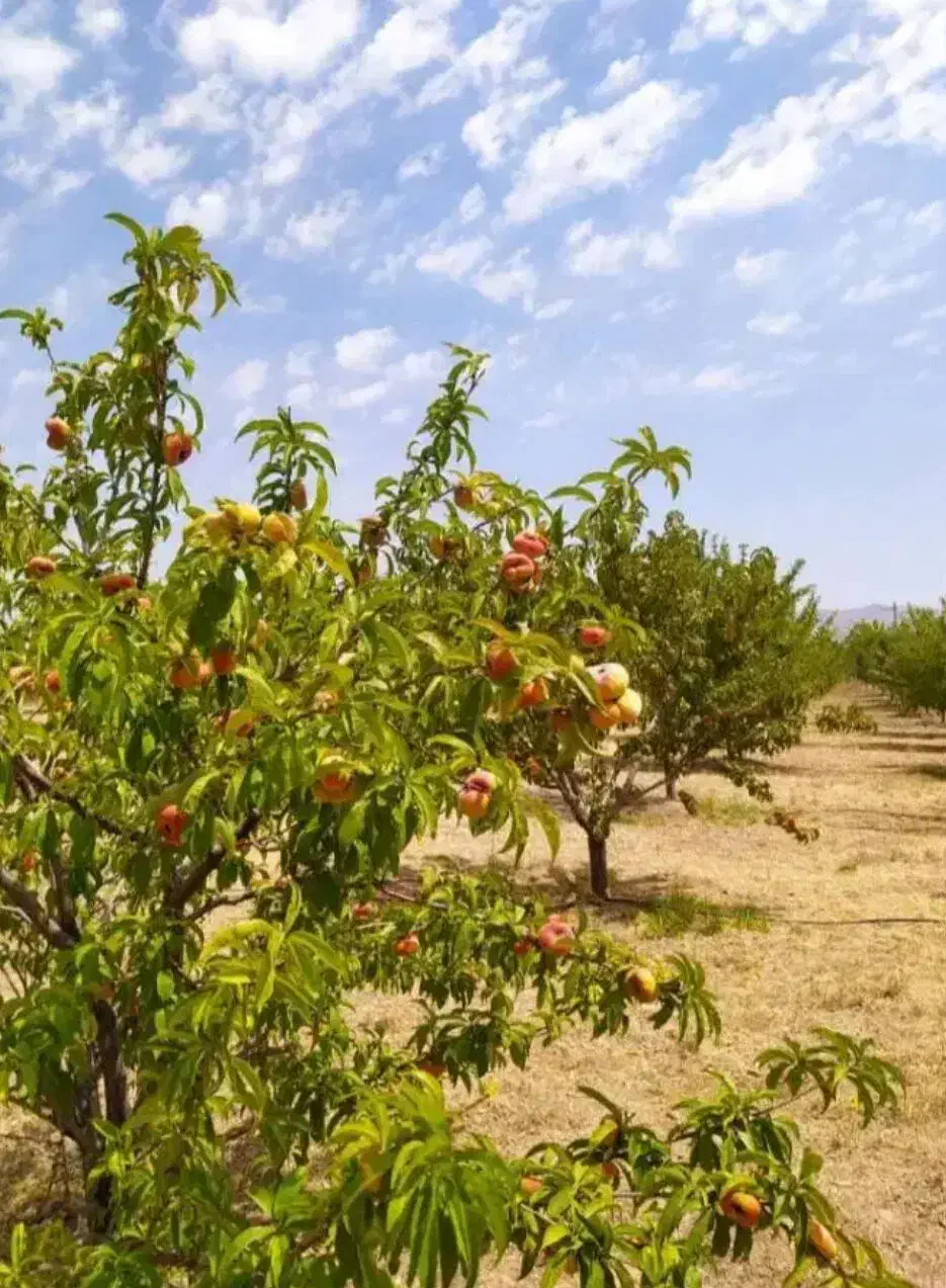 باغشهر ساوالان|فروش خانه و ویلا|باغ حلی, |دیوار