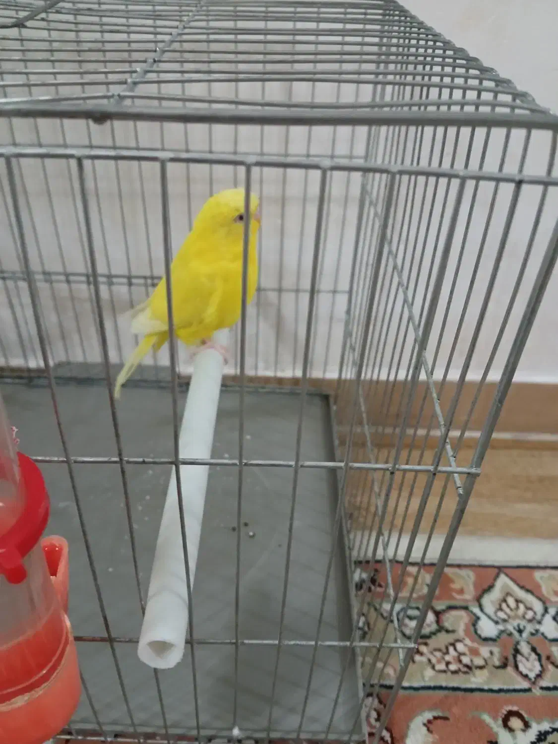 یک عدد مرغ عشق بالق نر ،مست آماده جفت|پرنده|رشت, کوی مهر|دیوار