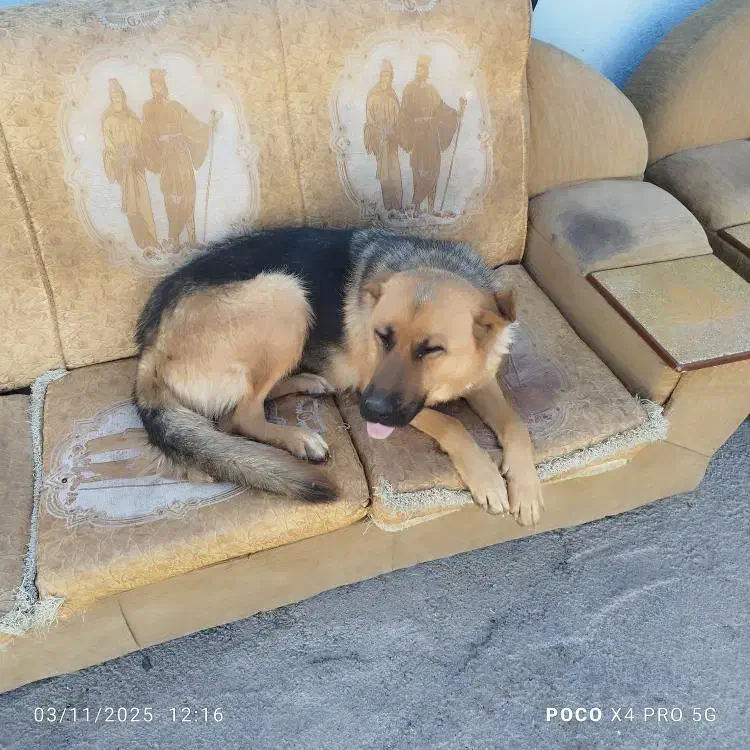 سگ ژرمن|سگ|خرم‌آباد, |دیوار