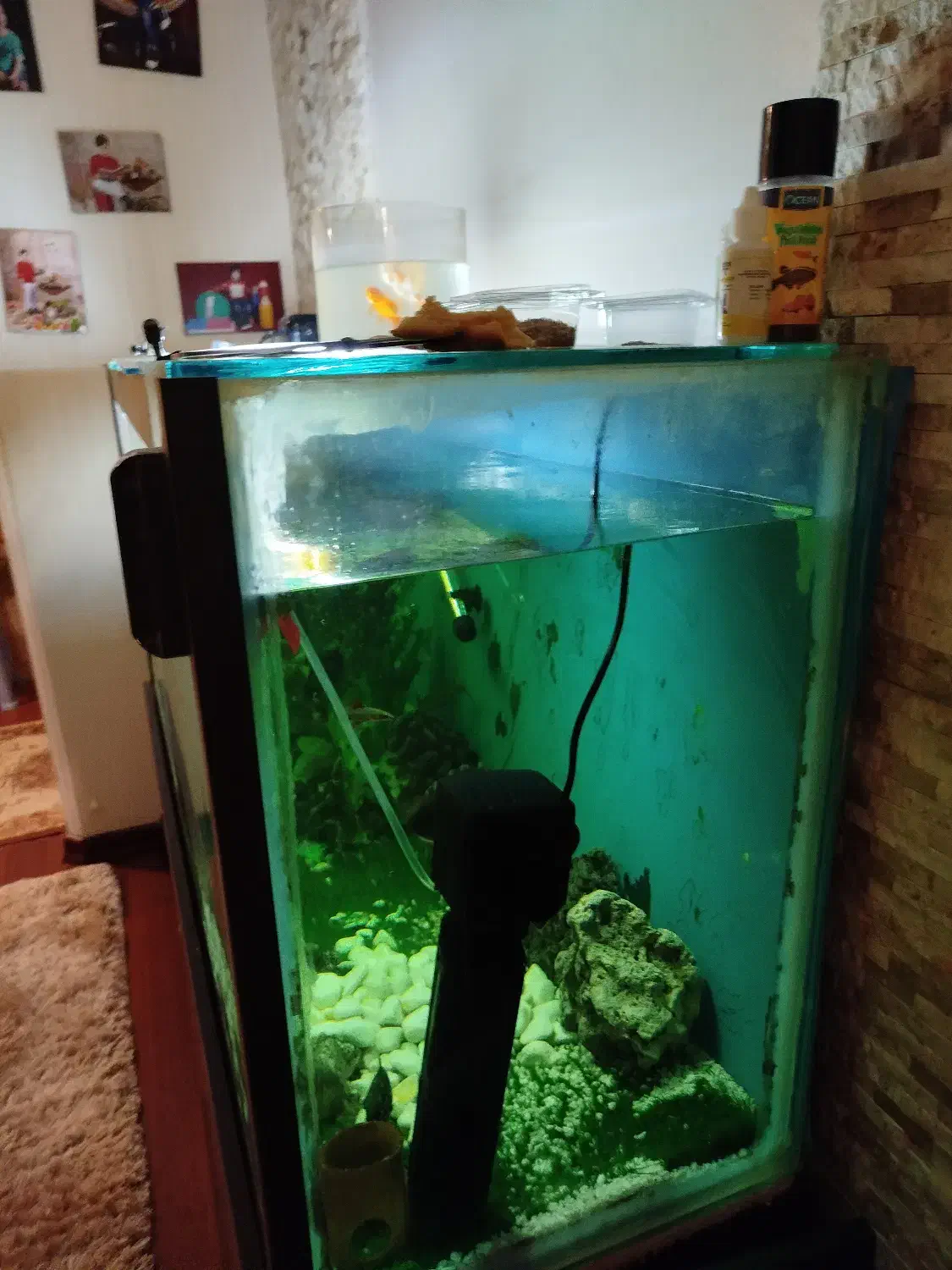 آکواریوم سالم و خیلی تمیز و بزرگ و با میز|ماهی|آستارا, |دیوار