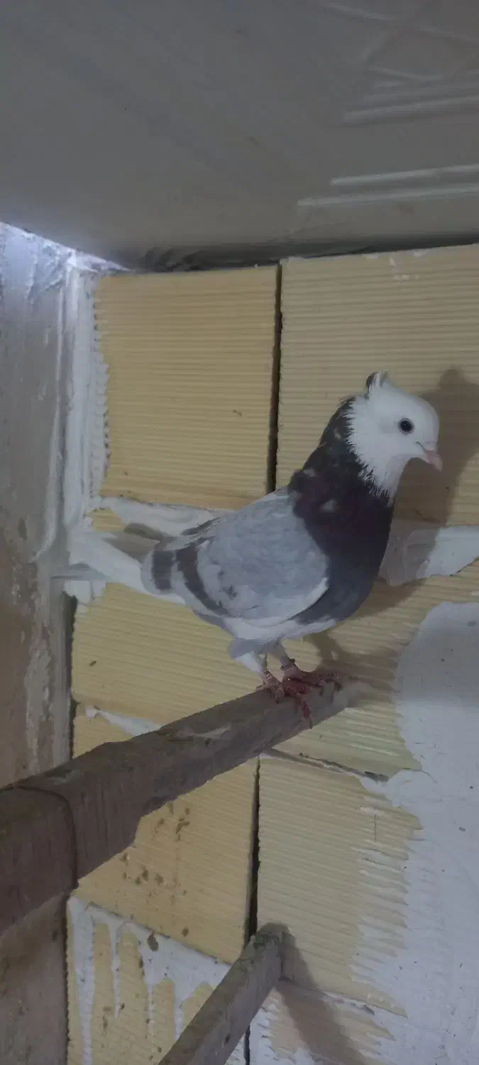 ۳ تا کفتر عطیقه|پرنده|شهریار, شهریار|دیوار