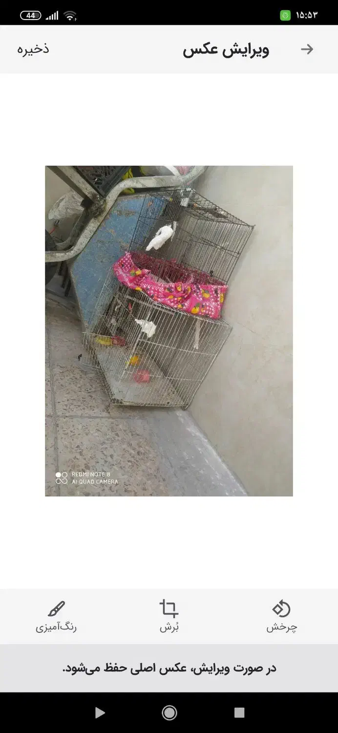 دو عدد|پرنده|ایذه, |دیوار