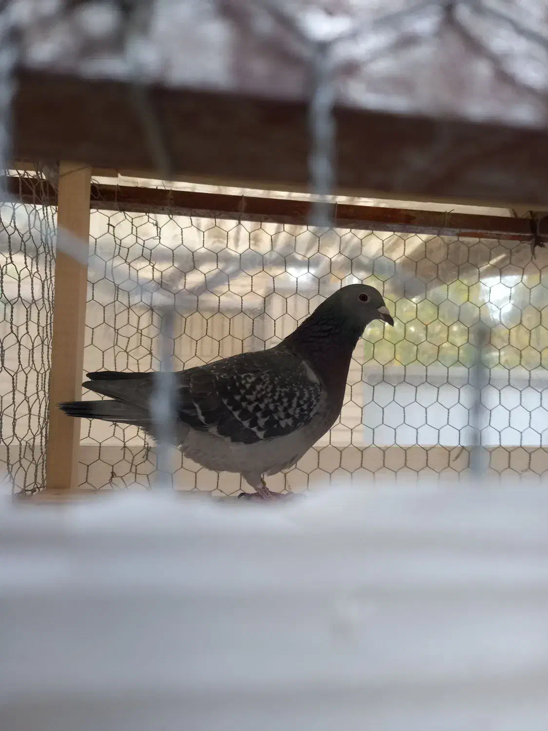 کفتر|پرنده|خمینیشهر, |دیوار