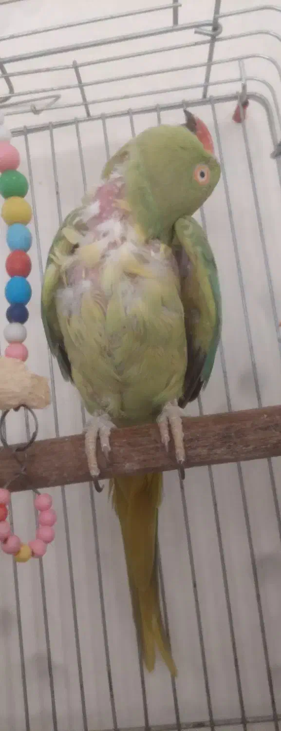 طوطی ملنگو|پرنده|نقده, |دیوار