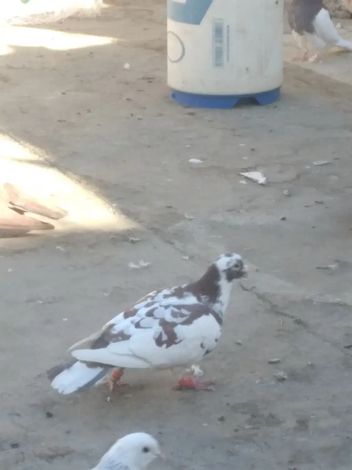 کفتر پرشی بی بوم|پرنده|تربت‌حیدریه, پیشکوه|دیوار