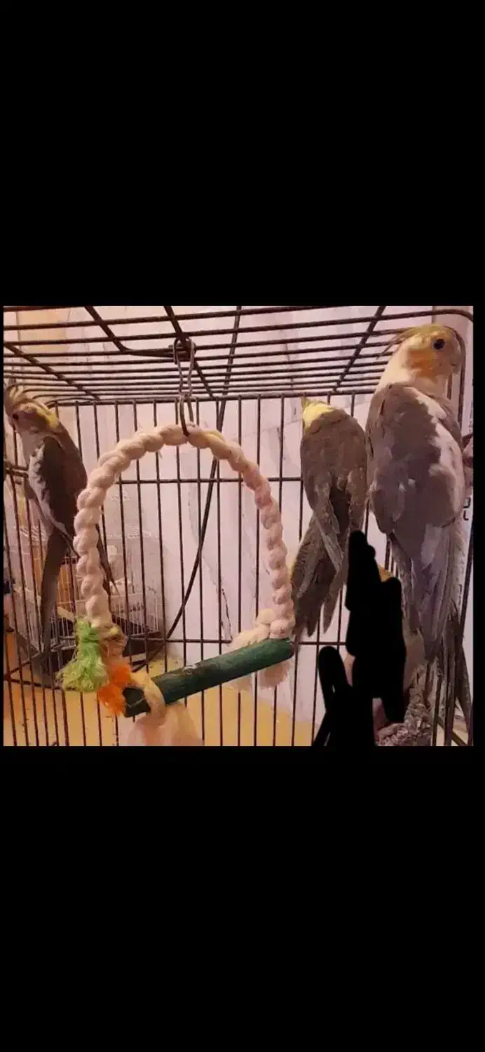 حراج ۶ تا عروس هلندی با قفس فقط 3500 معاوضه دارم|حراج|علیآباد کتول, |دیوار