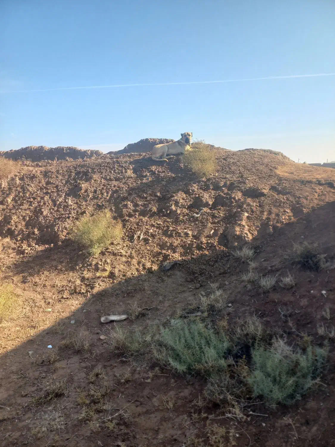 سگ سرابی|سگ|عطاملک, |دیوار