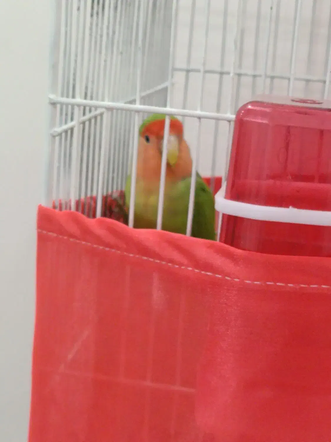 طوطی برزیلی|پرنده|تهران, دولتخواه جنوبی|دیوار