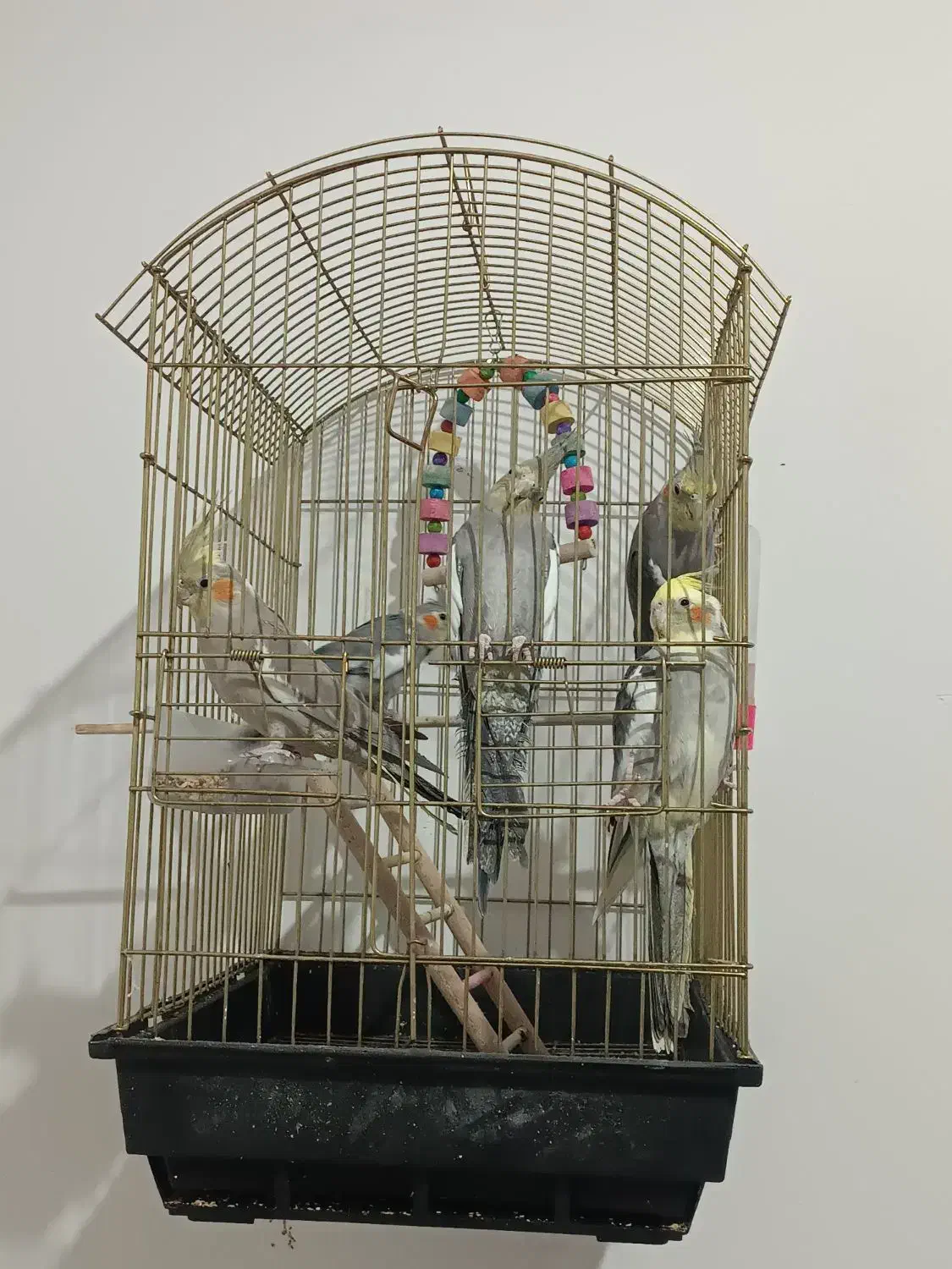 عروس هلندی|پرنده|مشهد, کشف|دیوار