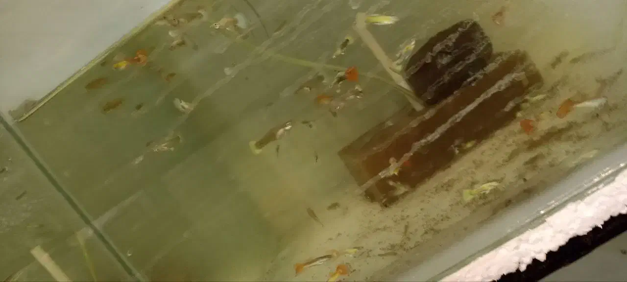 گوپی|ماهی|مشهد, الهیه|دیوار