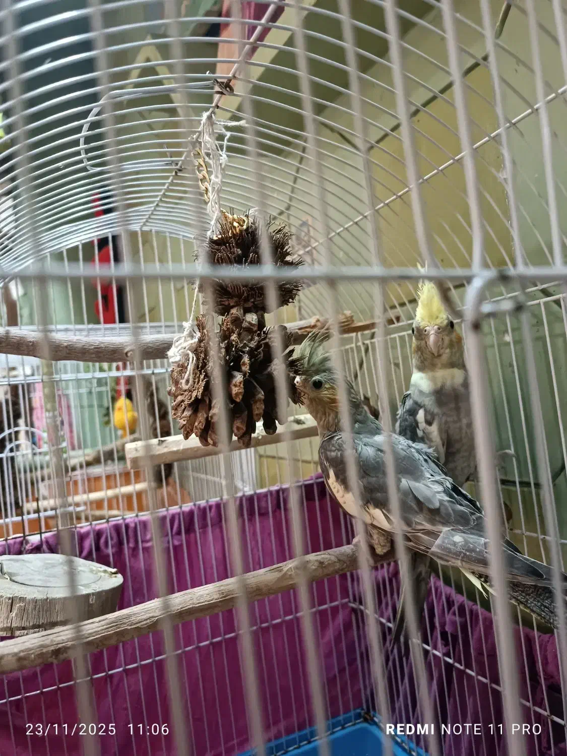 پرنده عروس هلندی|پرنده|قم, دروازه ری|دیوار