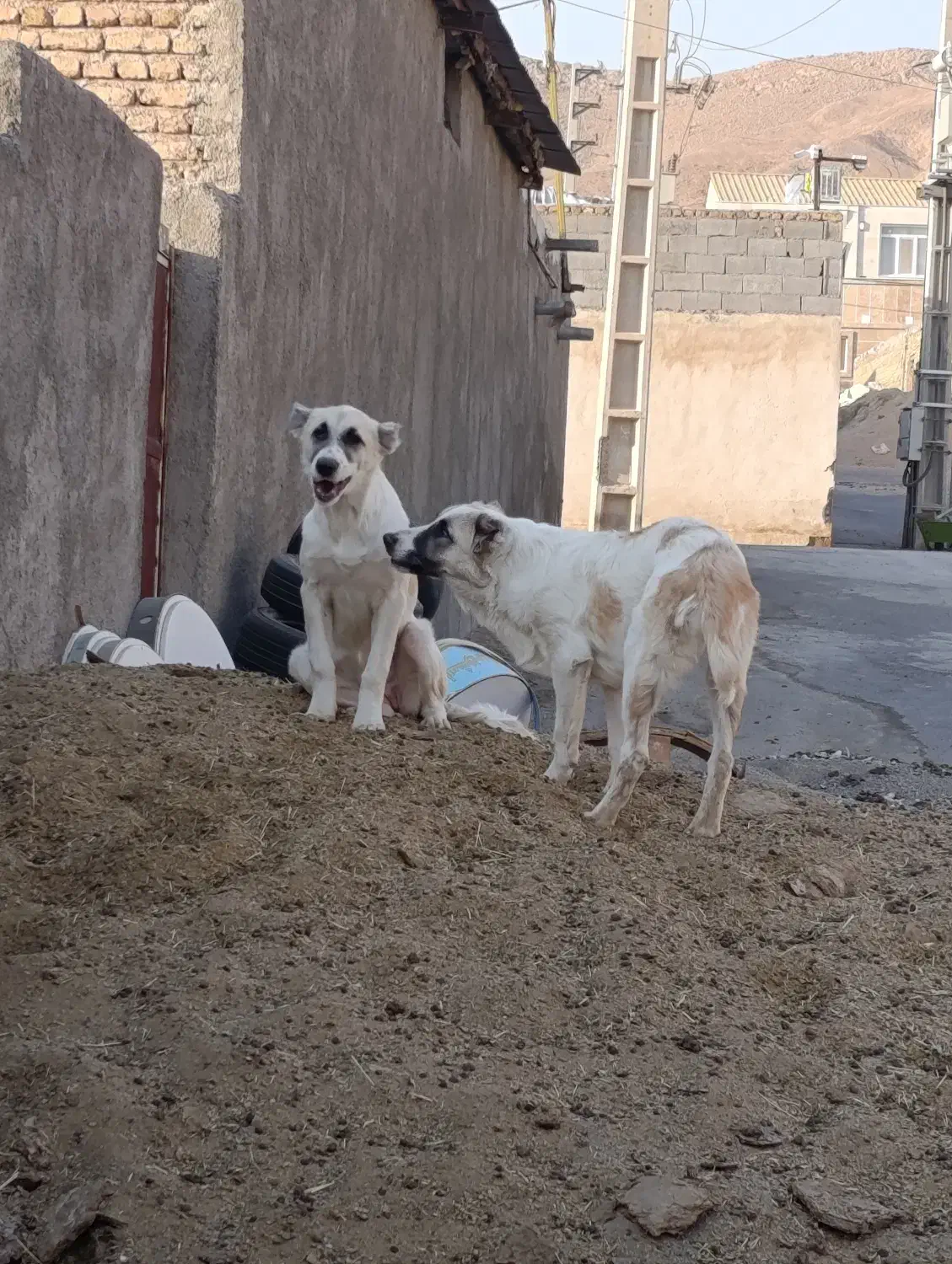 سگ گله|سگ|پاکدشت, پارچین|دیوار