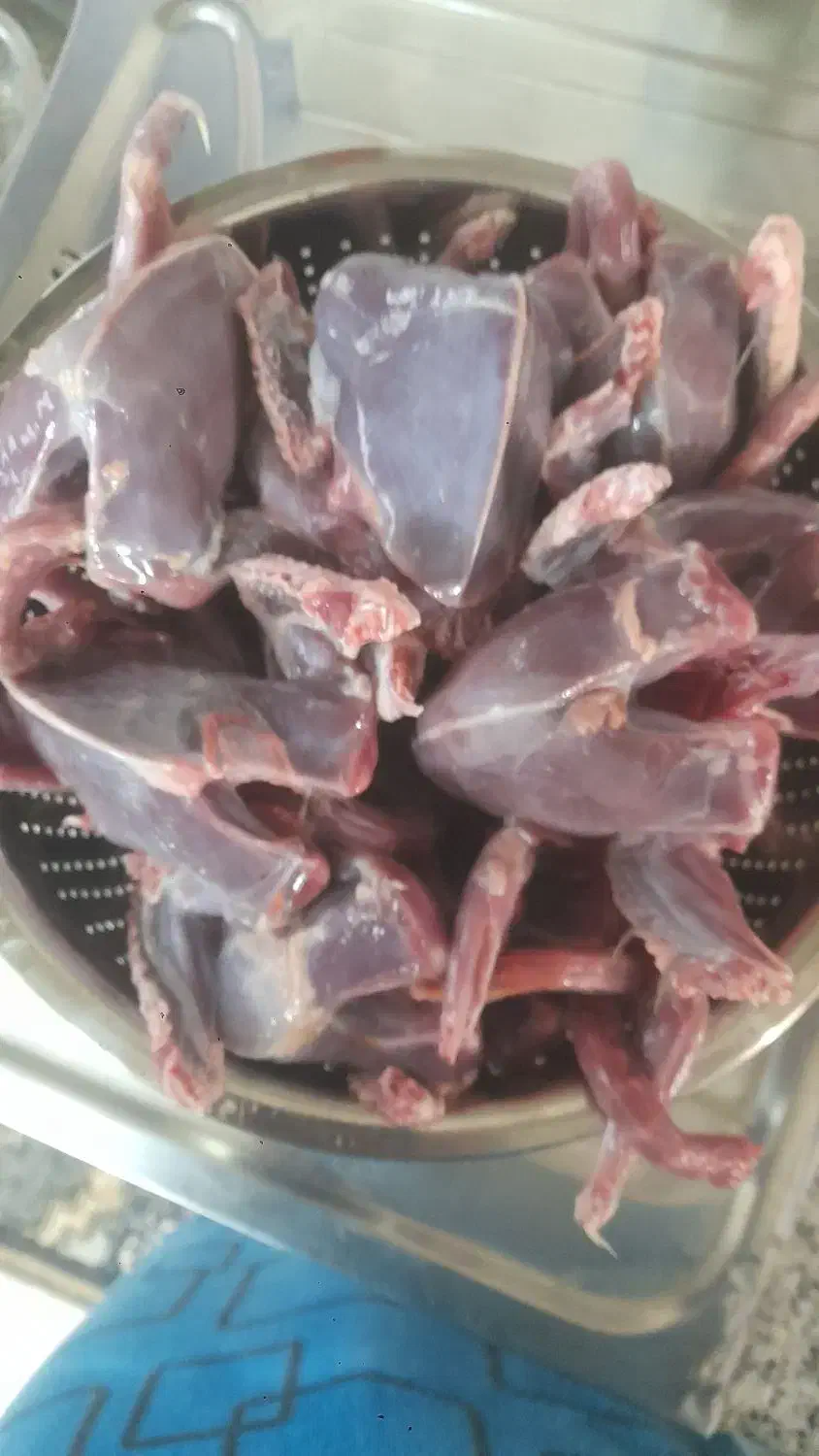 کبوتر کشتنی تمیز شده|پرنده|خمینی‌شهر, |دیوار