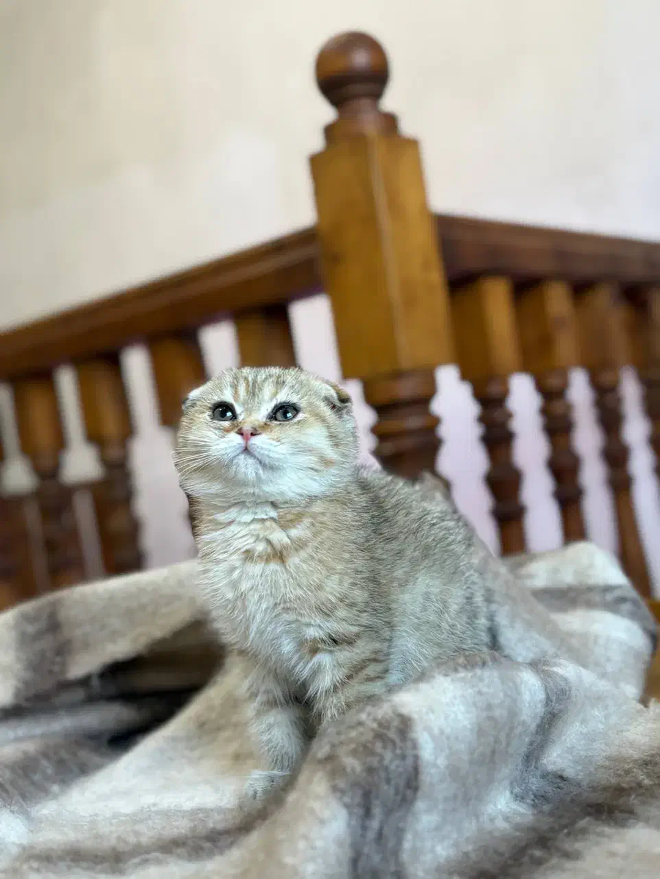 اسکاتیش گلد ماربل و گلد ۱۱|گربه|لاهیجان, شیشه گران|دیوار