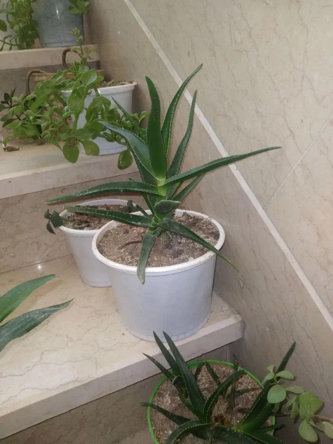 گل طبیعی از ۵۰ تومن تا ۲۵۰ تومن|گل و گیاه طبیعی|شاهرود, |دیوار