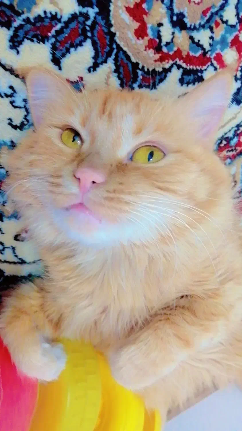 گربه ماده|گربه|مبارکه, |دیوار