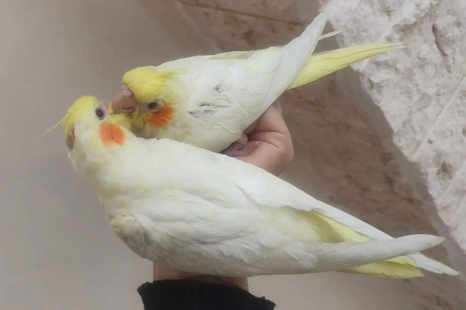 عروس هلندی|پرنده|تهران, کرمان|دیوار