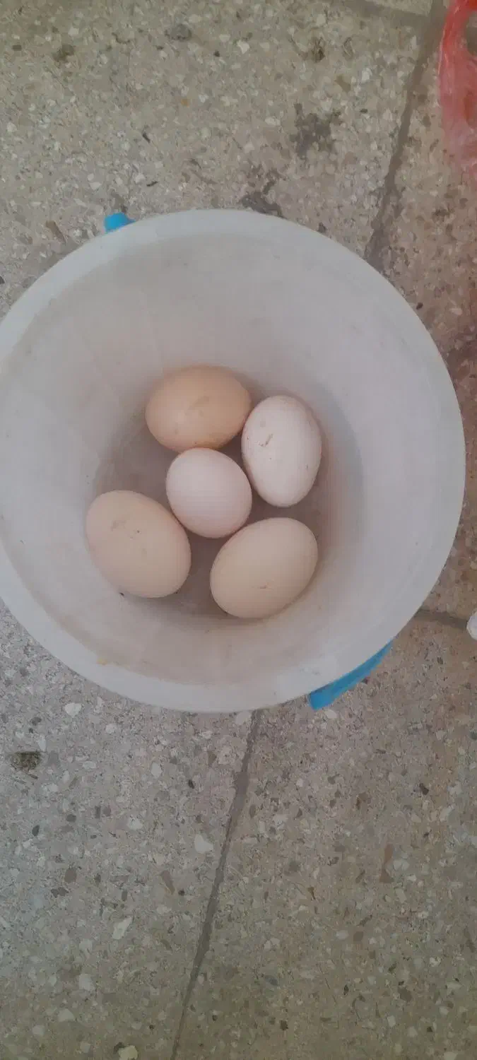 تخم مرغ گلین نطفه دار|حیوانات مزرعه|ری, ظهیرآباد|دیوار