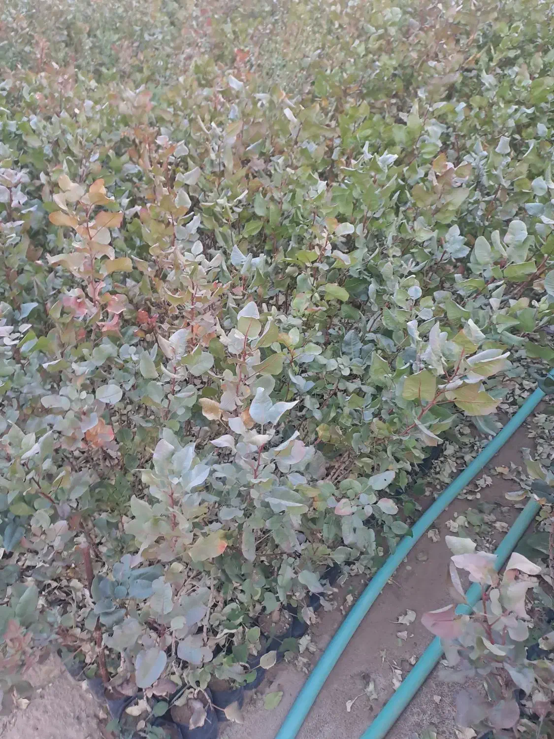 نهال پسته موحد|خدمات باغبانی و درختکاری|مهریز, |دیوار