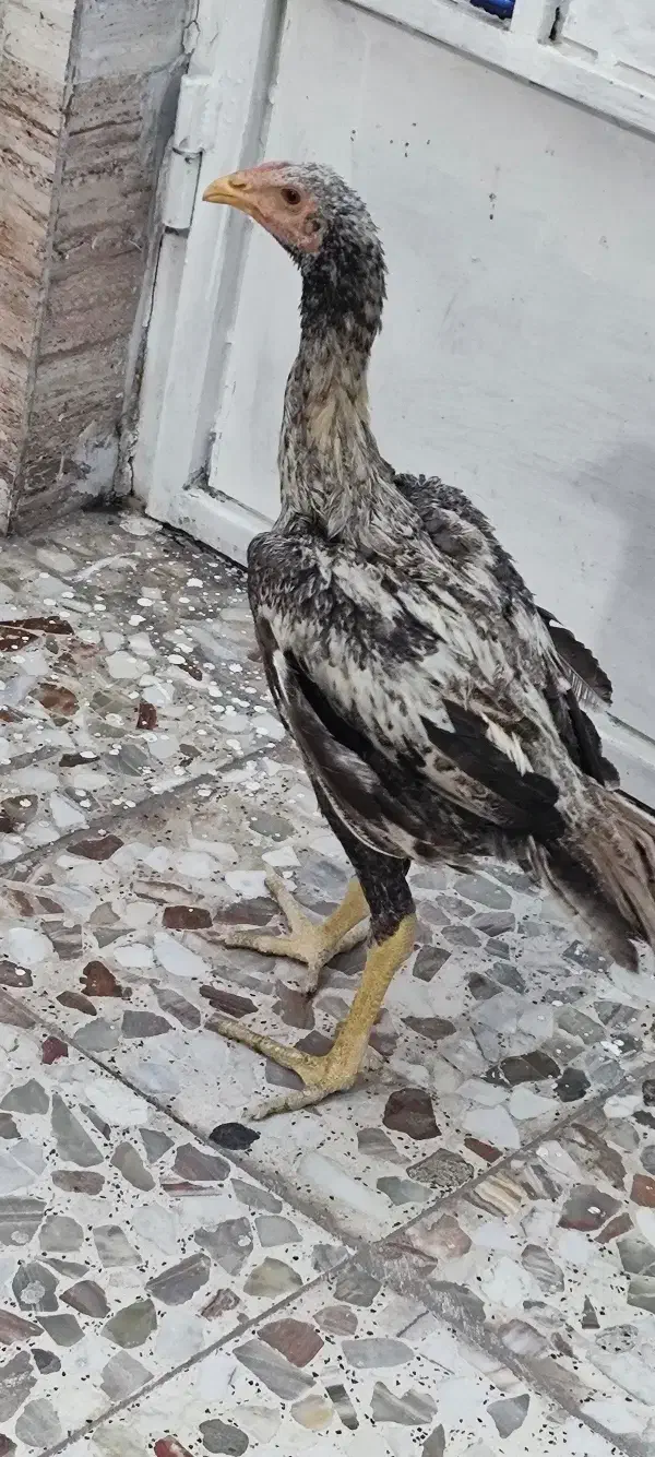 مرغ و خروس لاری اوشامو اصیل|حیوانات مزرعه|اهواز, زرگان|دیوار