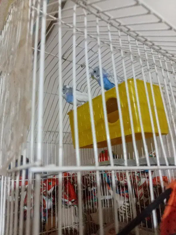 مرغ عشق|پرنده|بزینه رود, |دیوار