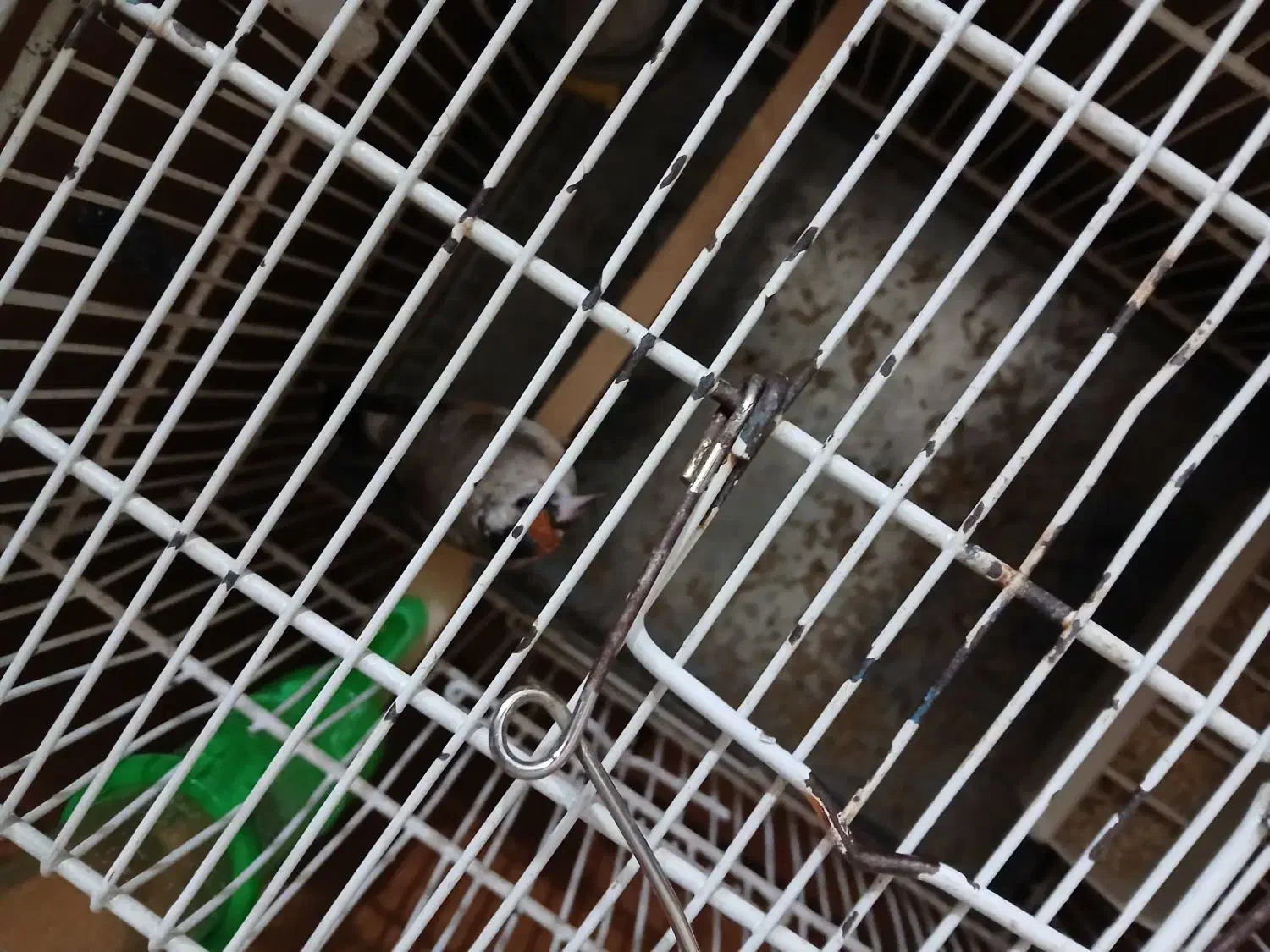 سیره|پرنده|خرمآباد, |دیوار