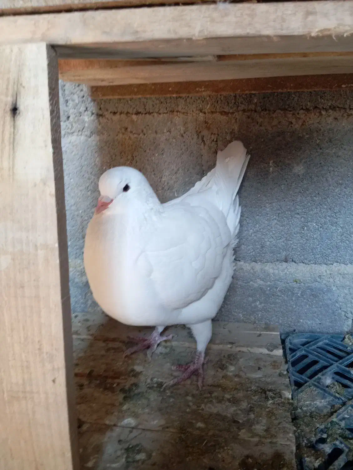 کبوتر|پرنده|اشکنان, |دیوار