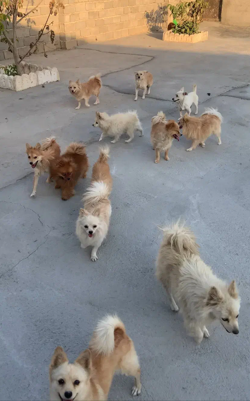 واگذاری تعدادی سگ|سگ|تهران, تهرانسر مرکزی|دیوار