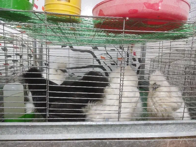 تخم نطفه دار نژاد ابریشمی ،جاپنیز ،محلی|حیوانات مزرعه|سمنان, |دیوار