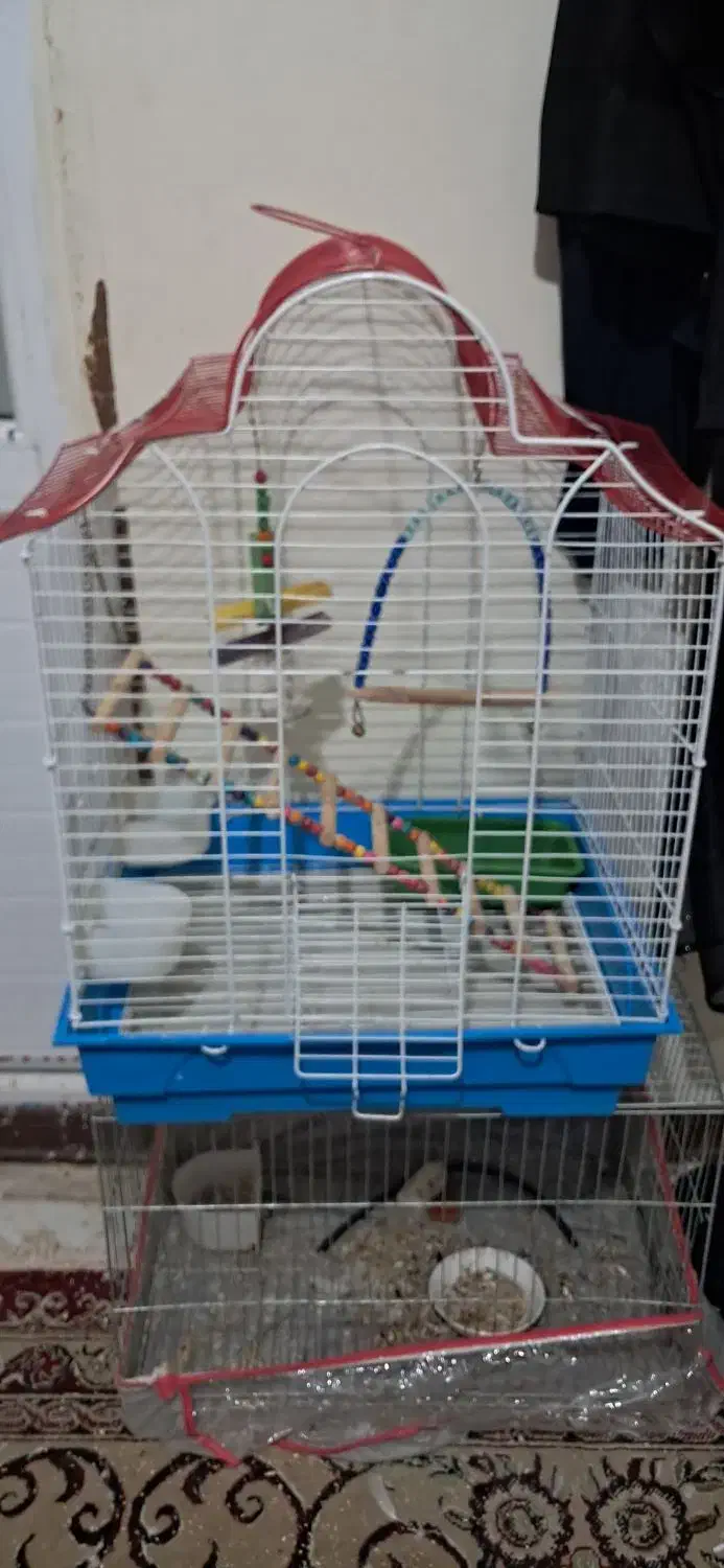 قفس|لوازم جانبی حیوانات|شیراز, شهرک فرهنگیان|دیوار