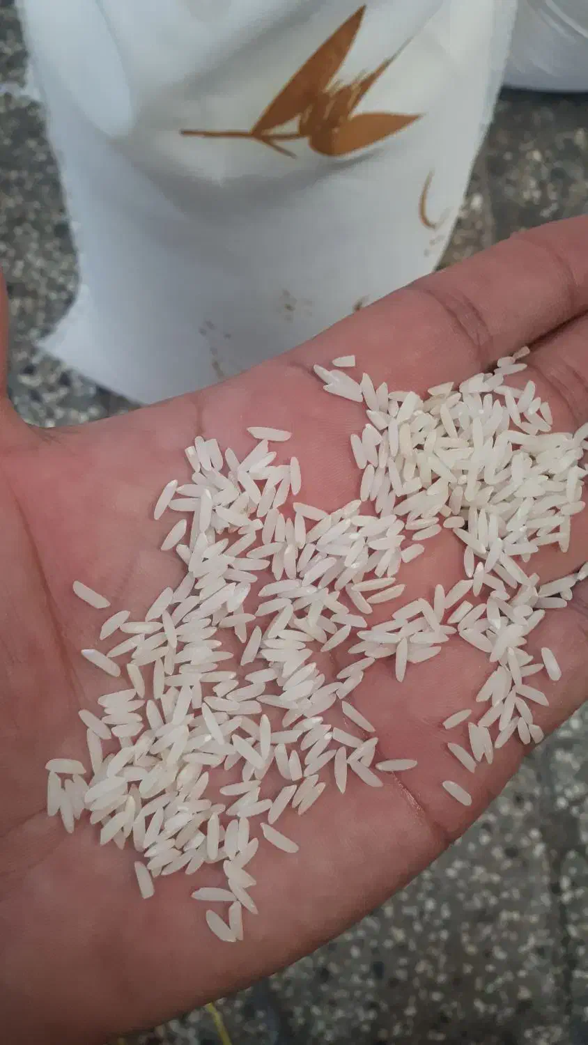 برنج طارم هاشمی ممتاز فریدونکنار|خوردنی و آشامیدنی|ایلام, |دیوار